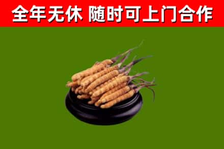 九江烟酒回收冬虫夏草.jpg